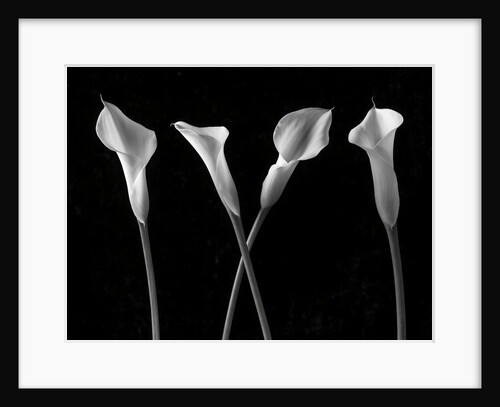 Calla lilies in a row by Assaf Frank